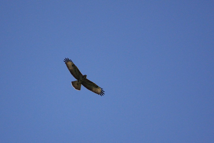 Še en krog
Še en krog nad vasjo, pa seveda še vedno predaleč.
Ključne besede: kanja buteo buteo