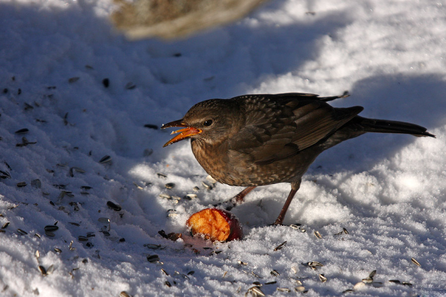 Kosulja I.
Kosulja pri obedu. 
Ključne besede: kos samica turdus merula