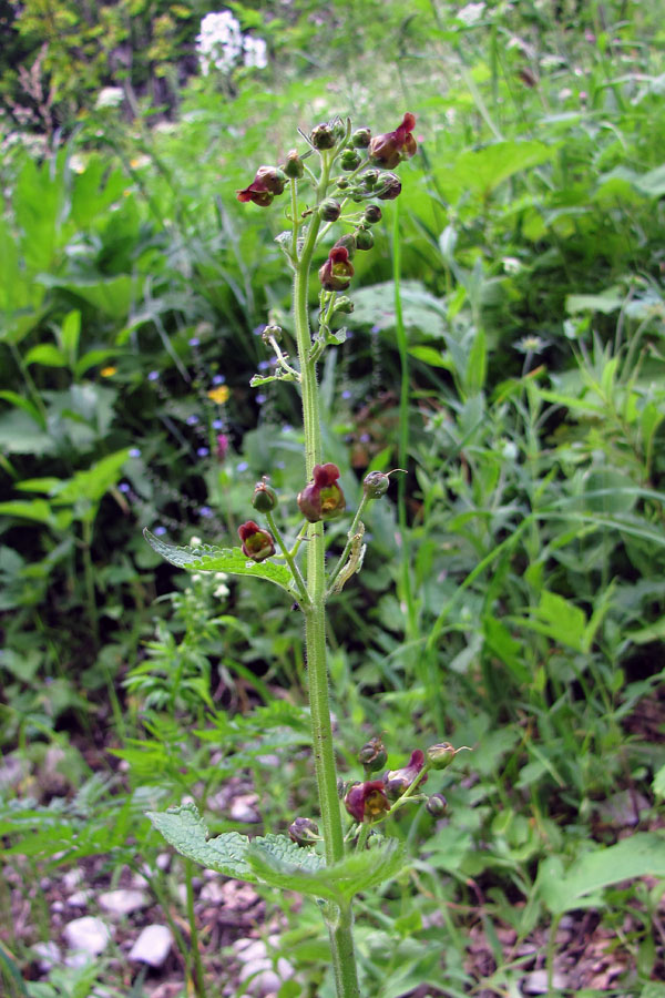 Scopolijeva črnobina
Scopolijeva črnobina pod Črno prstjo.
Ključne besede: scopolijeva črnobina scrophularia scopolii