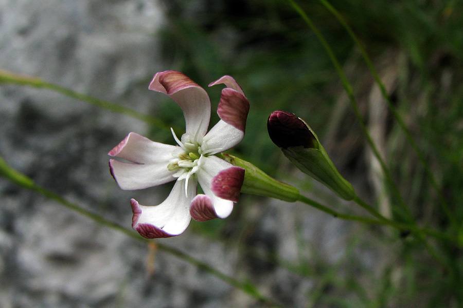 Kamnokrečna lepnica
Kamnokrečna lepnica na Dednem polju.
Ključne besede: kamnokrečna lepnica silene saxifraga
