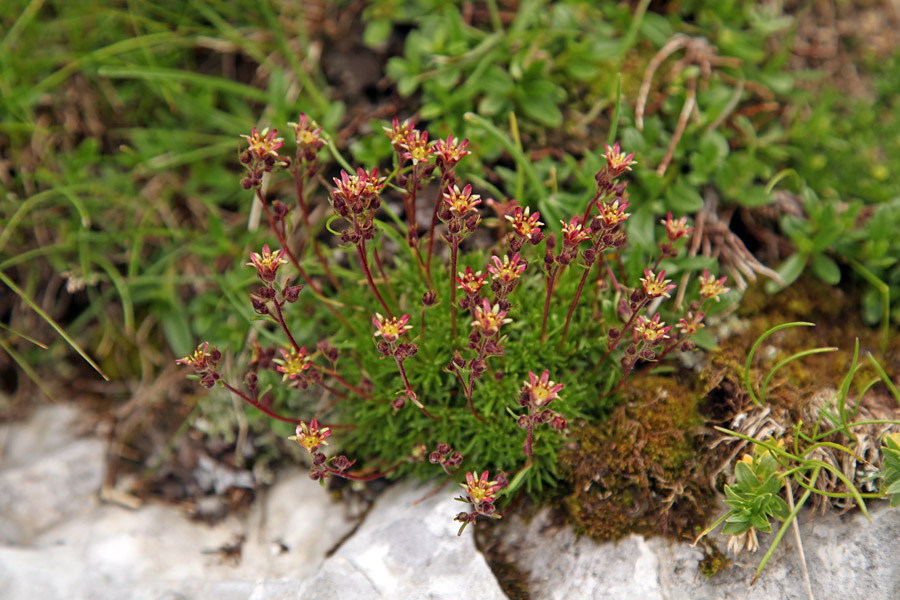 Črnoškrlatni kamnokreč
Endemit krnskih gora.
Ključne besede: črnoškrlatni kamnokreč saxifraga exarata subsp. atropurpurea