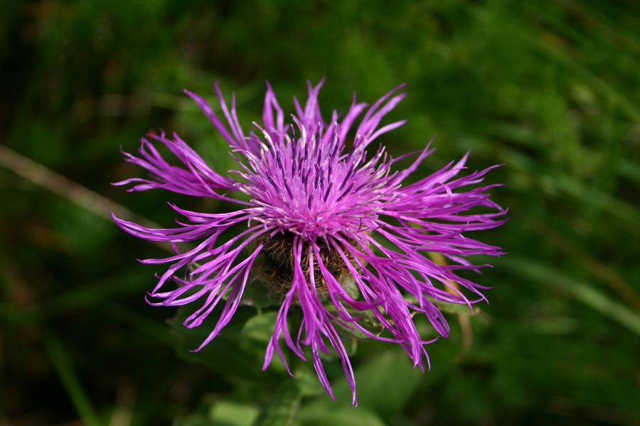 Peresasti glavinec
Peresasti glavinec. Jezerski preval.
Ključne besede: peresasti glavinec centaurea uniflora nervosa