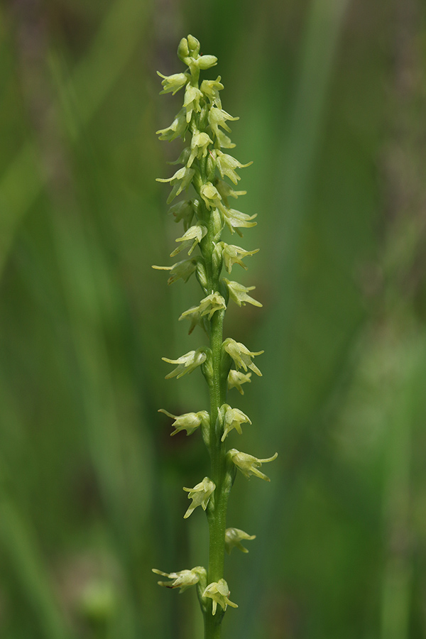 Gomoljasti grban
Gomoljasti grban.
Ključne besede: gomoljasti grban herminium monorchis