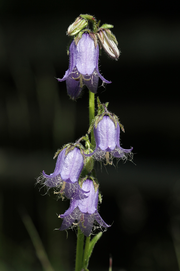 Brkata zvončica
Brkata zvončica.
Ključne besede: brkata zvončica campanula barbata