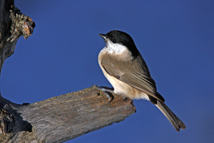 Močvirska sinica
Močvirska sinica.
Ključne besede: močvirska sinica 	parus palustris	