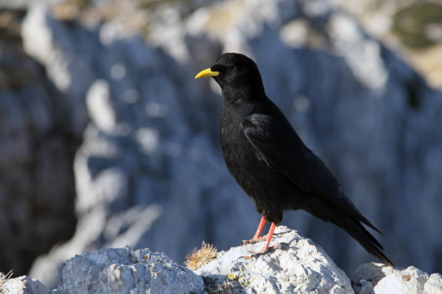 Kavka
Na Viševniku brez kavk ne gre.
Ključne besede: planinska kavka pyrrhocorax graculus