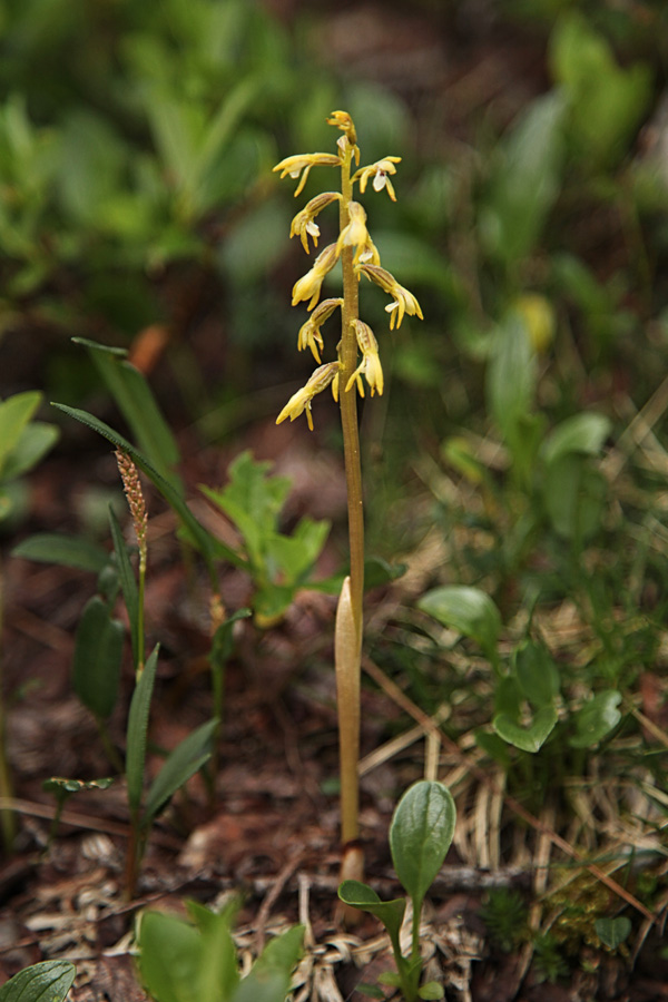 Trokrpi koralasti koren
Ta trokrpi koralasti koren nebi bil nič posebnega, če nebi rasel tako visoko (blizu 1700m visoko).
Ključne besede: trokrpi koralasti koren corallorrhiza trifida chatel