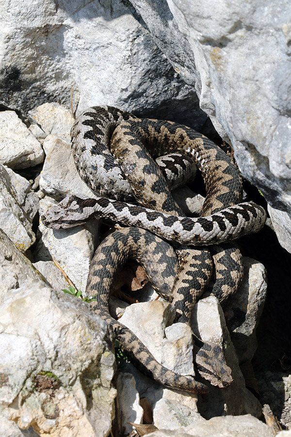 Modras
Še nekaj zanimivih slik modrasov. Ta dva sta se dobro prepletla ...
Ključne besede: modras vipera ammodytes