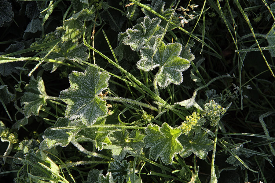 V julijski slani
Slana v planinah v juliju. Plahtica.
Ključne besede: plahtica alchemilla vulgaris