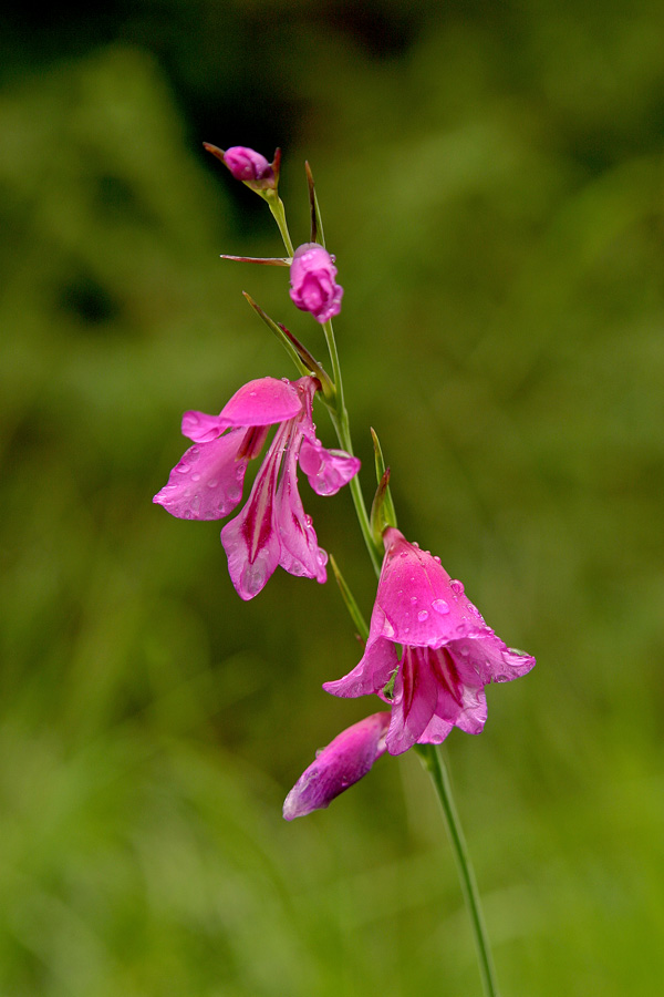 Močvirski meček
Močvirski meček (Gladiolus palustris). 
Ključne besede: močvirski meček gladiolus palustris