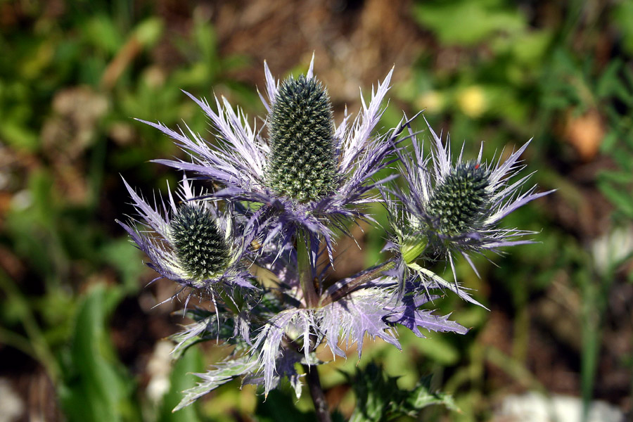 Kraljica alp
Redka roža, ki raste okrog Črne prsti. Alpska možina (Eryngium alpinum), pravimo ji tudi Kraljica alp. Letos jih ni veliko.
Ključne besede: alpska možina eryngium alpinum kraljica alp