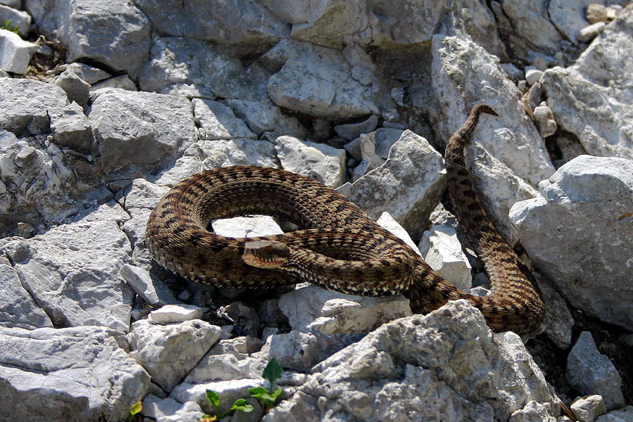 Gad
Še en gad, takole je poziral na poti na Črno prst s planine za Črno goro.
Ključne besede: gad črna prst planina za črno goro vipera berus