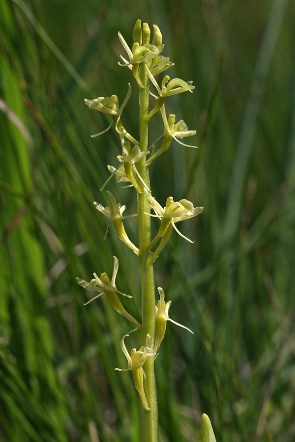 Loeslova grezovka
Loeslova grezovka.
Ključne besede: loeslova grezovka liparis loeselii
