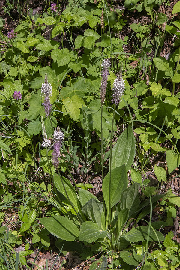 Srednji trpotec
Srednji trpotec.
Keywords: srednji trpotec plantago media