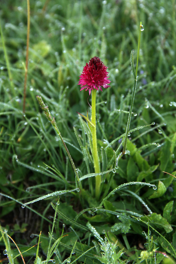 Dvobarvna murka
Dvobarvna murka.
Ključne besede: dvobarvna murka nigritella bicolor