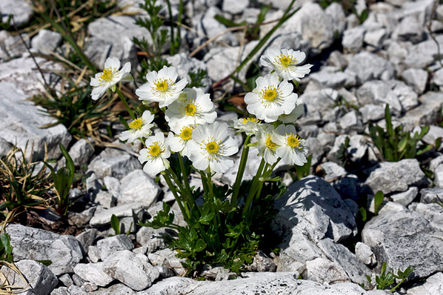Šopek zlatic
Šopek traunfellnerjevih zlatic na planini Poljana.
Ključne besede: traunfellnerjeva zlatica ranunculus traunfellneri
