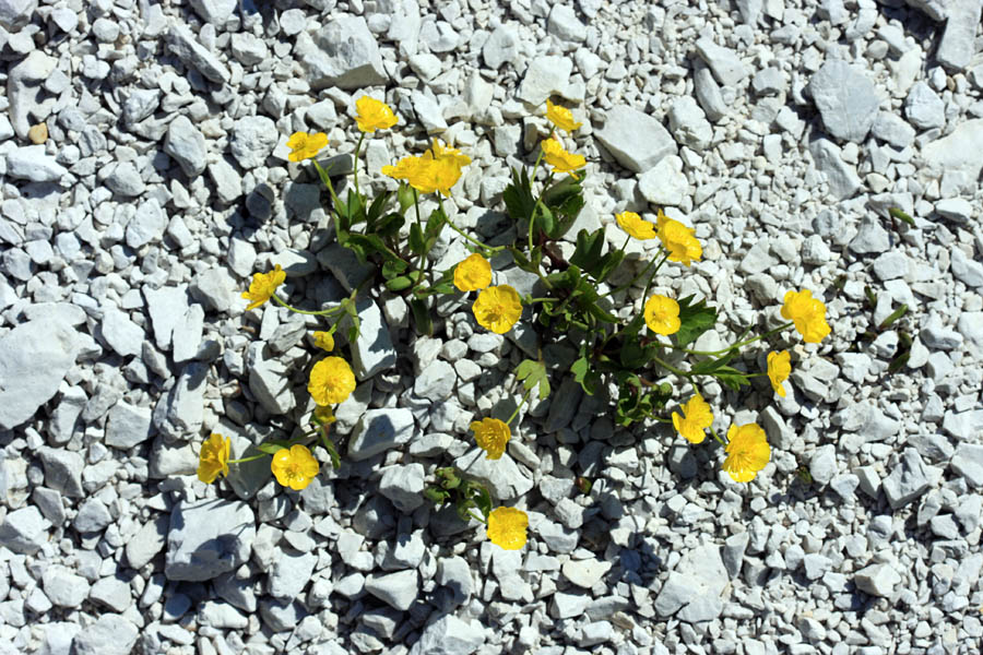 Zlatice v melišču
Izrodne zlatice v melišču nad planino Poljana.          
Ključne besede: izrodna zlatica ranunculus hybridus