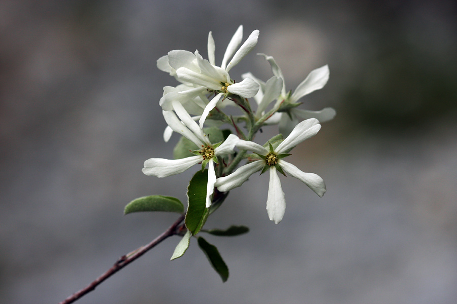 Šmarna  hrušica
Cvetovi šmarne hrušice. V stenah Studorja.
Ključne besede: šmarna hrušica amelanchier ovalis