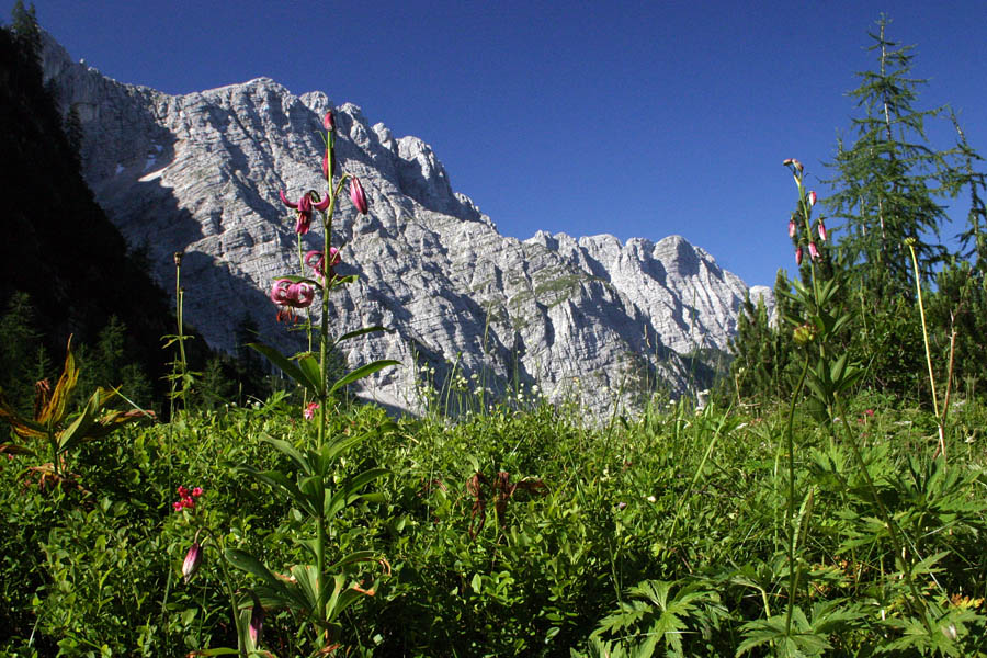 Turška lilija
Turška lilija (Lilium martagon) na sedlu Čez dol (med Zadnjiškim Ozebnikom in Prehodavci). S pogledom na Lepo špičje.
Ključne besede: turška lilija lilium martagon čez dol zadnjiški ozebnik prehodavci lepo špičje