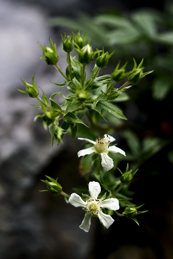 Predalpski petoprstnik
Predalpski petoprstnik na poti čez Melj.
Ključne besede: predalpski petoprstnik potentilla caulescens