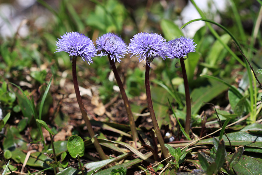 Golostebelna mračica
Golostebelne mračice nad planino Poljana. 
Ključne besede: golostebelna mračica globularia nudicaulis