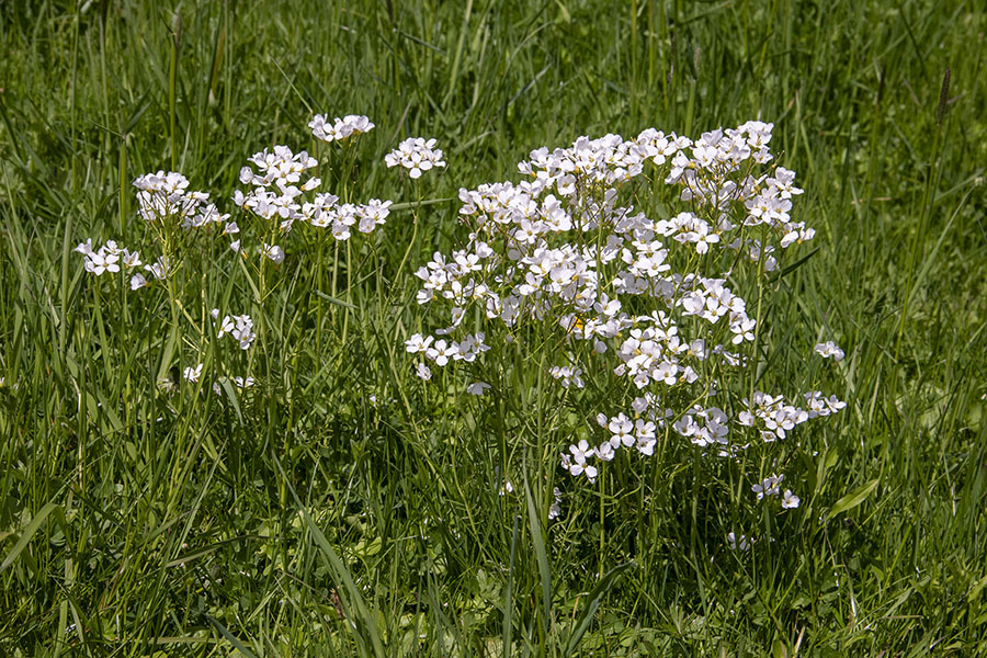 Travniška penuša
Travniška penuša na Selški planini. Jelovica.
Ključne besede: travniška penuša cardamine pratensis