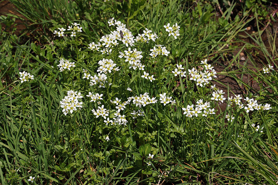 Grenka penuša
Grenka penuša. Selška planina na Jelovici.
Ključne besede: grenka penuša cardamine amara