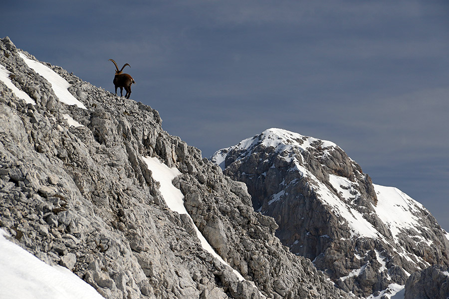 Lokalec na Kanjavcu
Na Kanjavcu se je sončil kozorog. Ali pa je le gledal Triglav ...
Ključne besede: kanjavec triglav