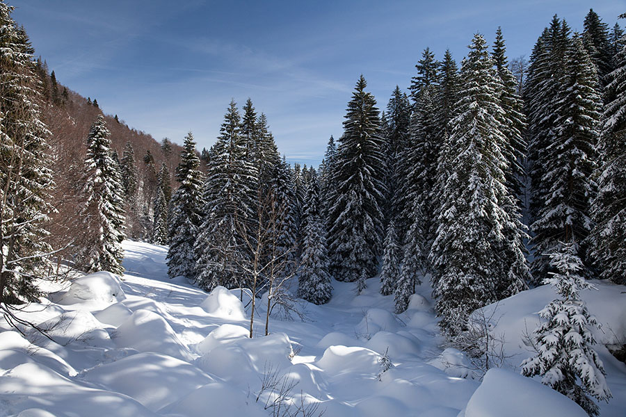 Planina za Črno goro
Del planine za Črno goro.
Ključne besede: planina za črno goro