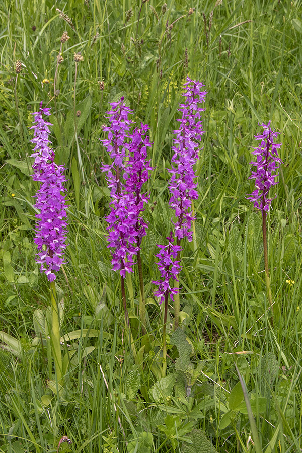 Zvezdnata kukavica
Zvezdnata kukavica. Zgornje Podjelje.
Ključne besede: zvezdnata kukavica orchis mascula subsp. speciosa