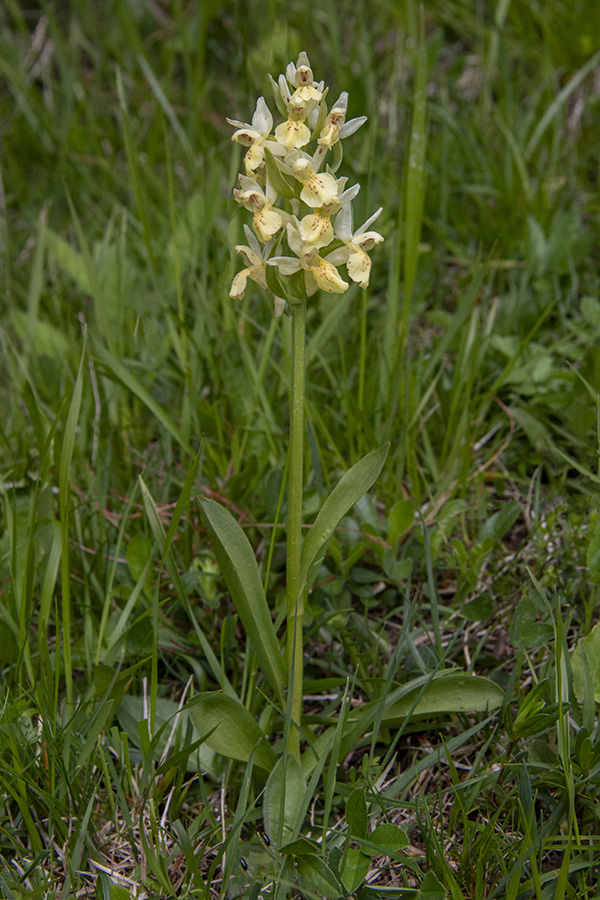 Bezgova prstasta kukavica
Bezgova prstasta kukavica. Zgornje Podjelje.
Ključne besede: bezgova prstasta kukavica dactylorhiza sambucina