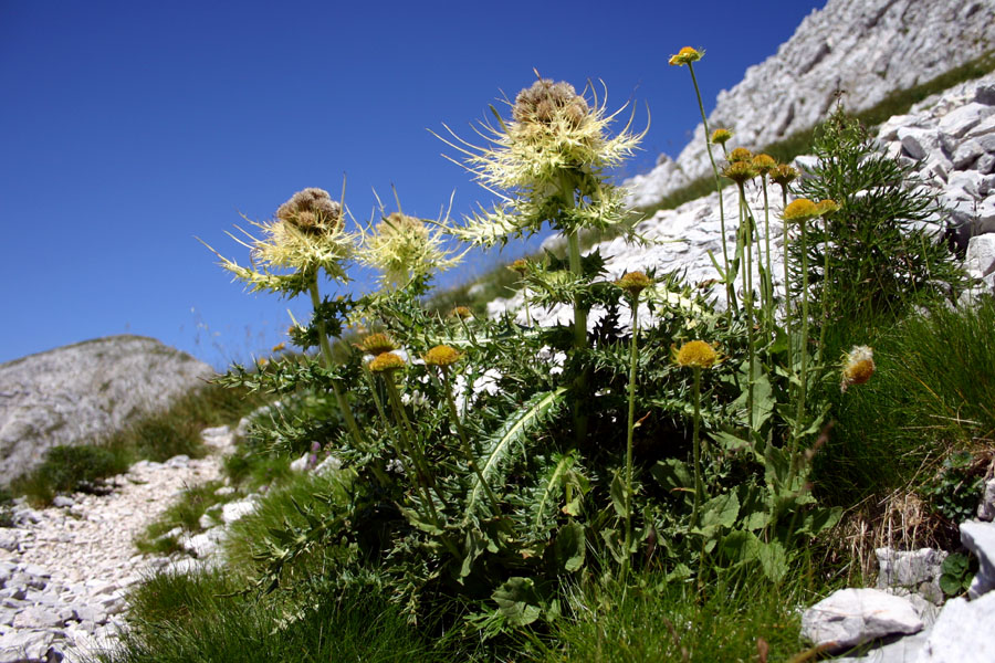 Trnati osat
Trnati osat (Cirsium spinosissimum). Med Podrto goro in Škrbino.
Ključne besede: trnati osat cirsium spinosissimum