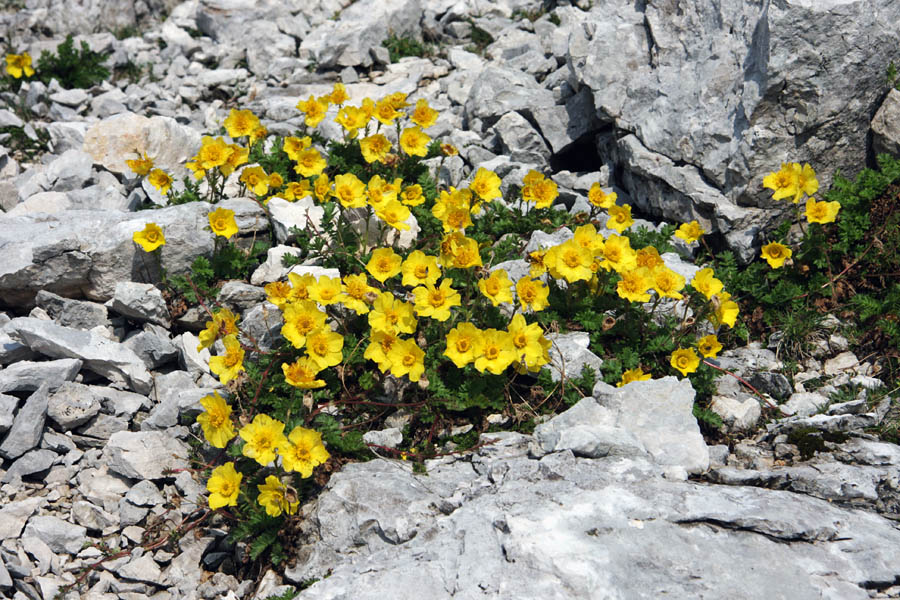 Plazeča sretena
Plazeča sretena pod Mangartom
Ključne besede: plazeča sretena geum reptans