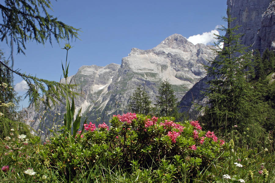 S pogledom na Triglav
Dlakavi sleč (Rhododendron hirsutum) je že predstavljen na tej galeriji, tu pa se bohoti s pogledom na Triglav. Sedlo Čez dol med Zadnjiškim ozebnikom in Prehodavci.
Ključne besede: dlakavi sleč rhododendron hirsutum triglav zadnjiški ozebnik čez dol prehodavci