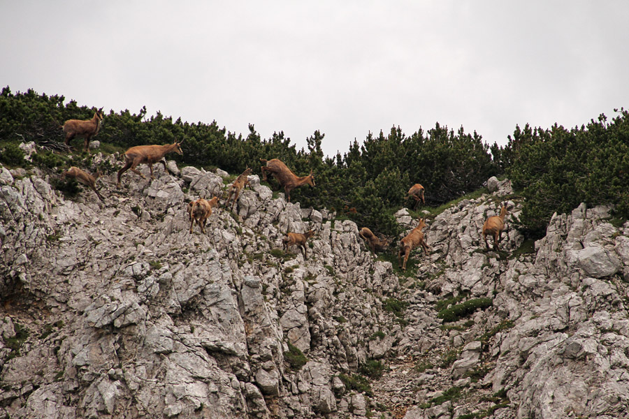 Na Konjskem sedlu II.
Gamsi na Konjskem sedlu.
Ključne besede: gams rupicapra rupicapra