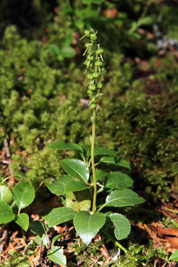 Enostranska hruškolistka
Enostranska hruškolistka na Jelovici.
Ključne besede: enostranska hruškolistka orthilia secunda