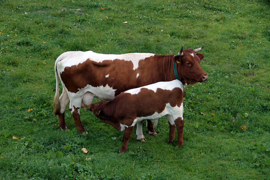 Zajtrk
Na Velem polju. Naj se tu zahvalim osebju sirarne za vso prijaznost, postrežbo in nočitev.
Ključne besede: velo polje krava