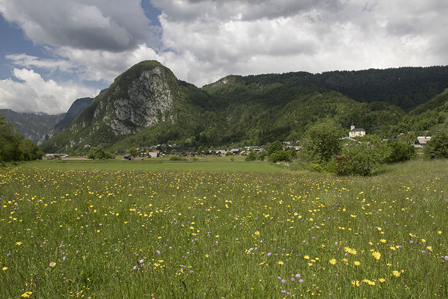 Studor
Na cvetočih travnikih Zgornje Bohinjske doline.
Ključne besede: studor srednja vas češnjica zgornja bohinjska dolina