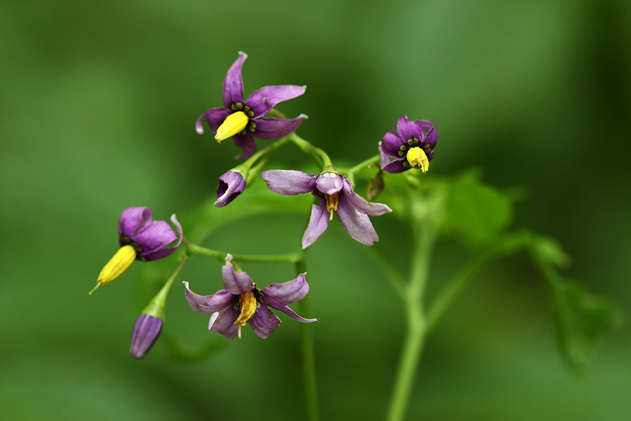 Grenkoslad
Nekaj cvetov grenkoslada. Ob Nemškem Rovtu.
Ključne besede: grenkoslad solanum dulcamara