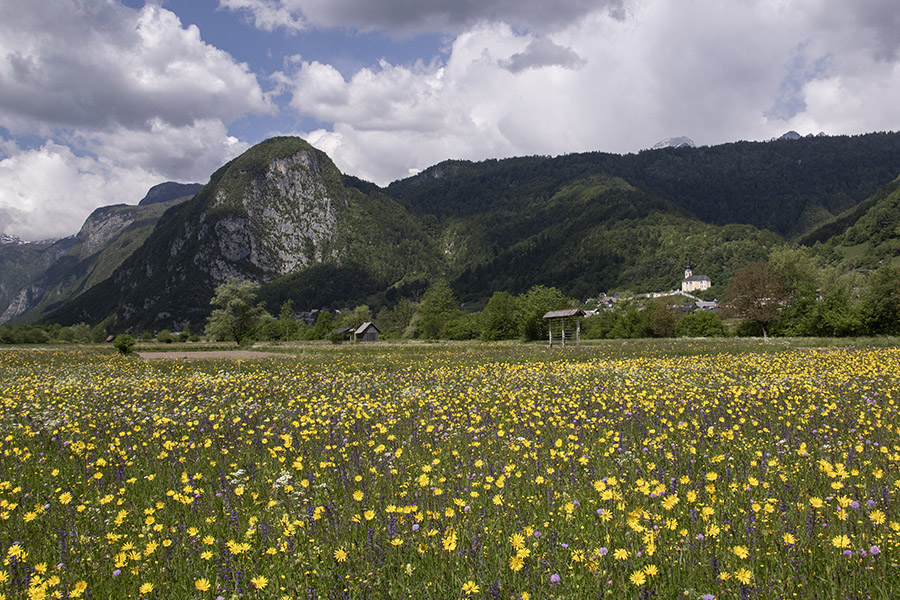 Studor
S cvetočih travnikov med Češnjico in Srednjo vasjo.
Ključne besede: srednja vas češnjica studor zgornja bohinjska dolina