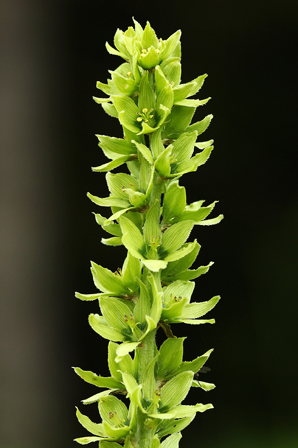 Zelena čmerika
Lobelova zelena čmerika na Pokljuki.
Ključne besede: lobelova zelena čmerika veratrum album ssp lobelianum