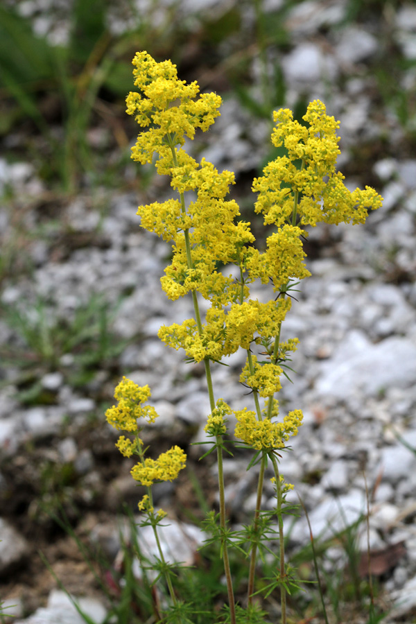 Prava lakota I.
Pravo lakoto so včasih uporabljali v sirarstvu kot sirilo. Od tod tudi ime strdenka.
Ključne besede: prava lakota galium verum strdenka