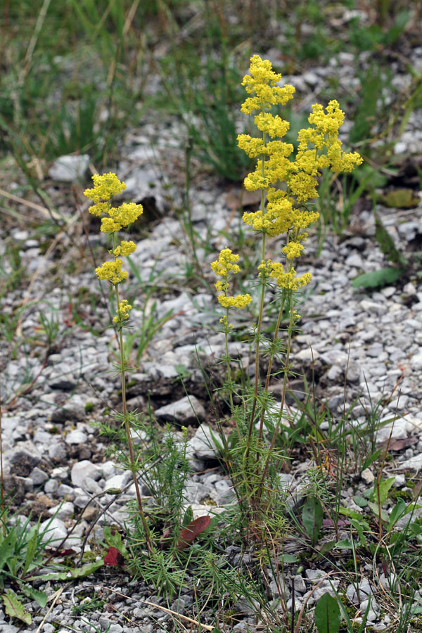 Prava lakota II.
Prava lakota na Kobli.
Ključne besede: prava lakota galium verum strdenka