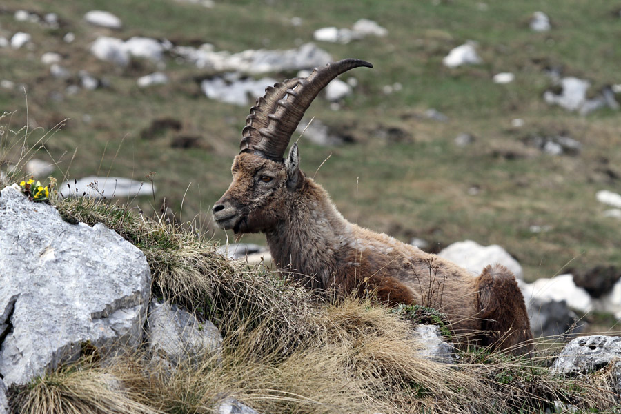 Počitek
Kozorog pri počitku. Nad planino Pecol.
Ključne besede: kozorog capra ibex ibex