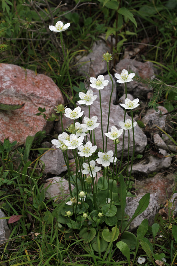 Močvirska samoperka
Močvirske samoperke na Kobli.
Ključne besede: močvirska samoperka parnassia palustris