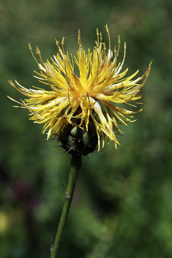 Skalni glavinec
Skalnega  glavinca je v Bohinju malo.
Ključne besede: skalni glavinec centaurea rupestris