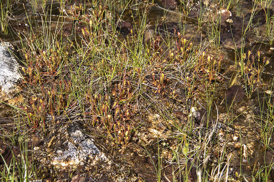 Dolgolistna rosika
Dolgolistna rosika.
Ključne besede: dolgolistna rosika drosera anglica