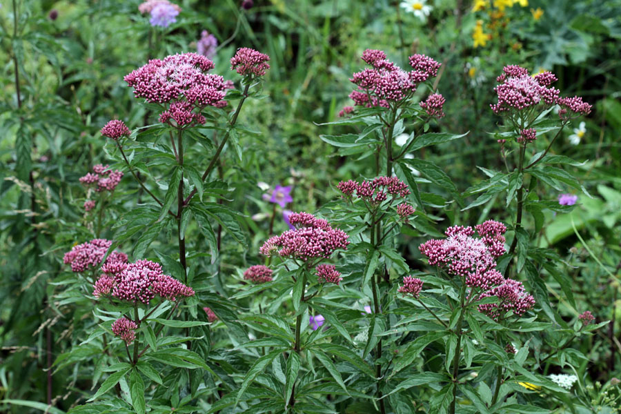 Konjska griva  I.
Konjska griva na Kobli.
Ključne besede: konjska griva eupatorium cannabinum