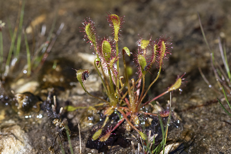 Dolgolistna rosika
Dolgolistna rosika.
Ključne besede: dolgolistna rosika drosera anglica