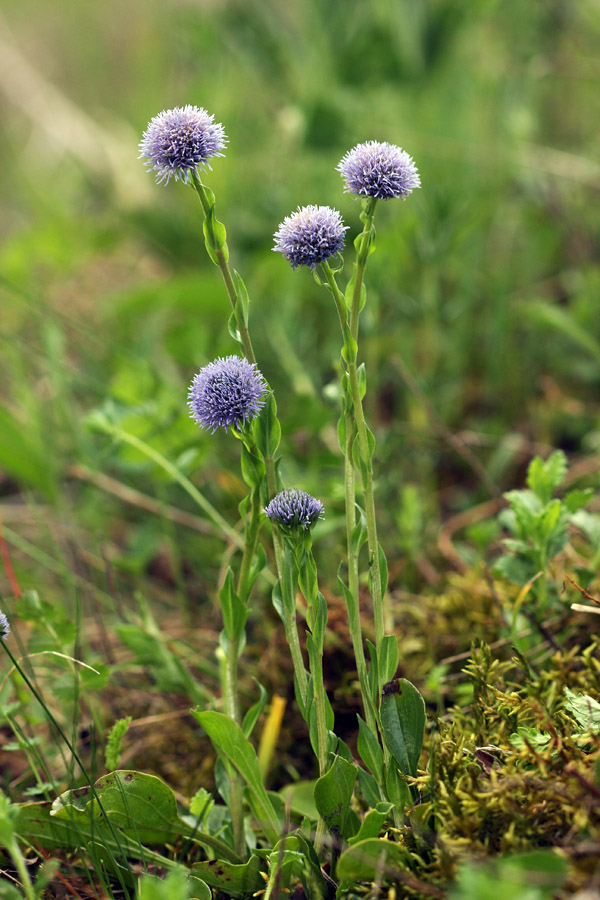 Navadna  mračica  II.
Navadne mračice pod Ajdovskim gradcem.
Ključne besede: navadna  mračica  globularia  punctata